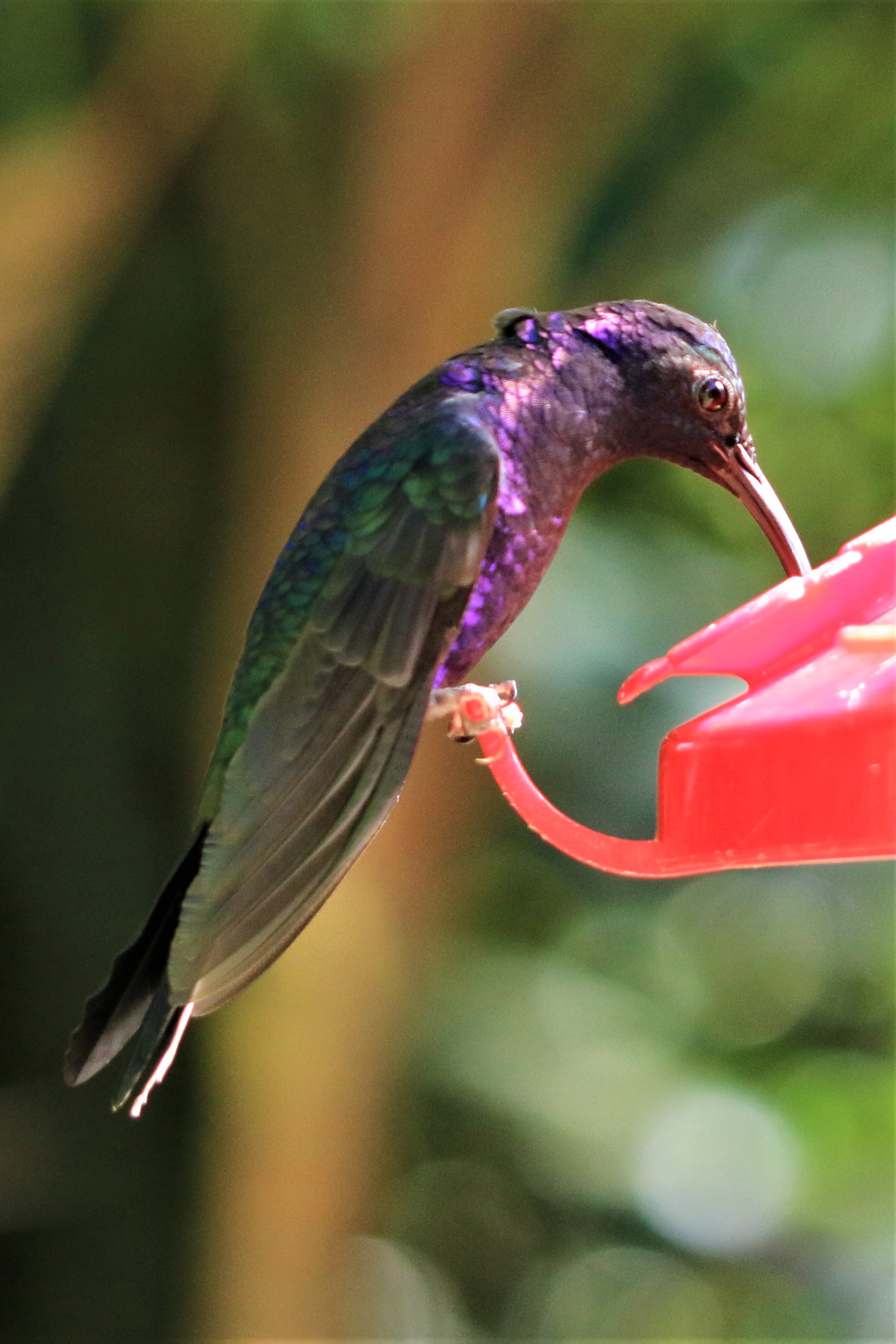 Costa Rica